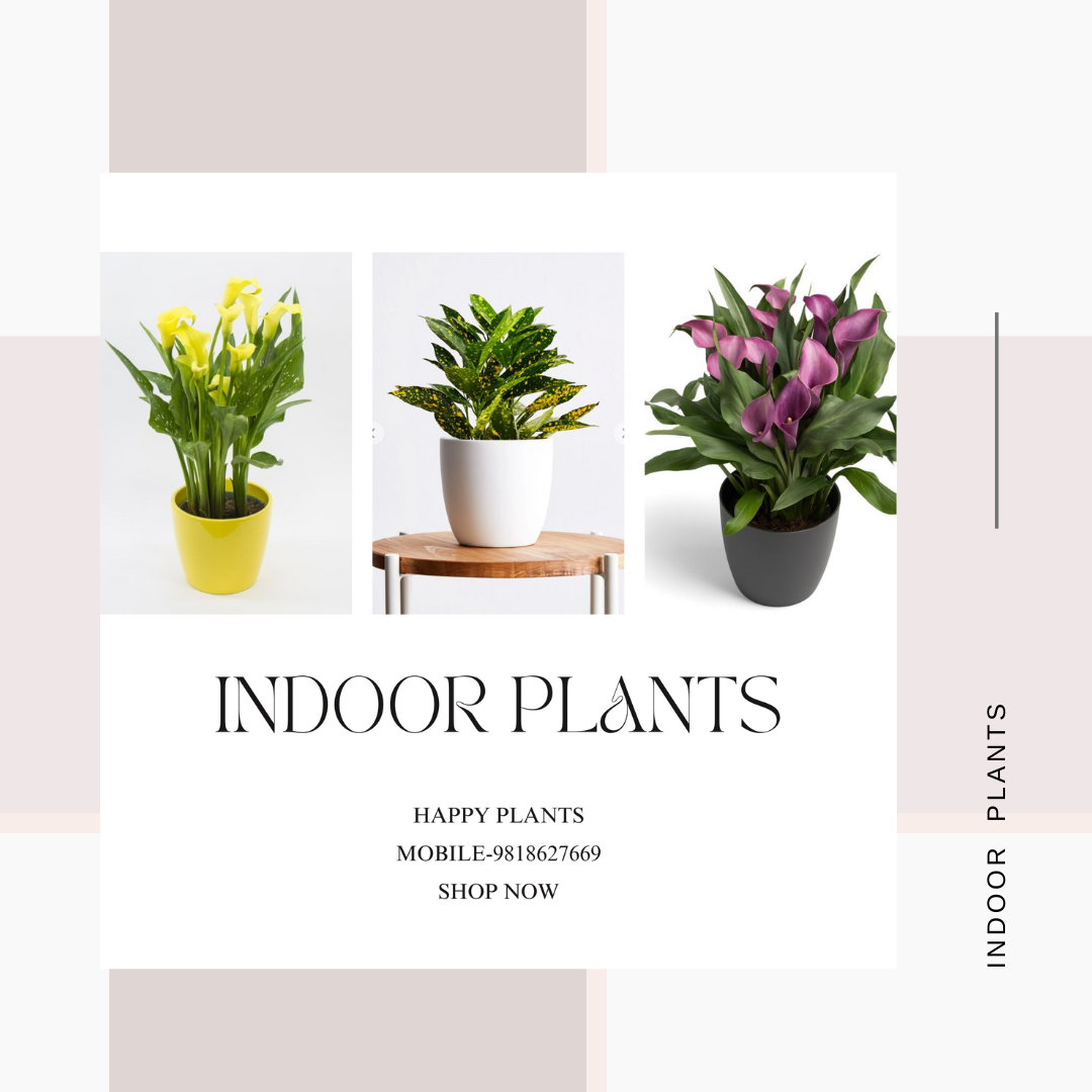 Plant Serenity